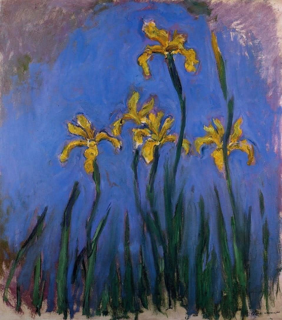 Iris jaunes 1